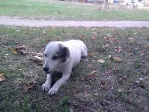 Прикачена снимка
