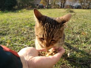 Прикачена снимка