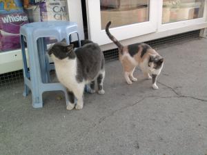Прикачена снимка