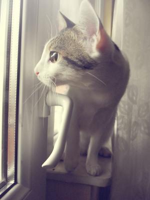 Прикачена снимка