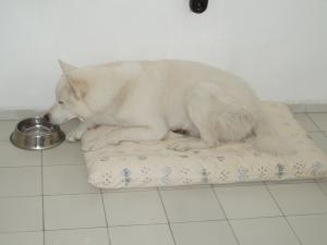 Прикачена снимка