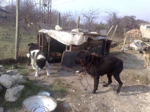 Прикачена снимка