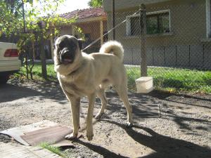 Прикачена снимка