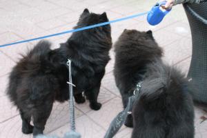Прикачена снимка
