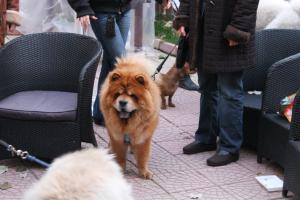 Прикачена снимка