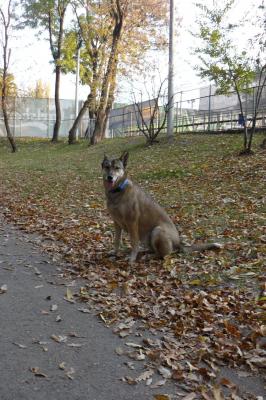 Прикачена снимка