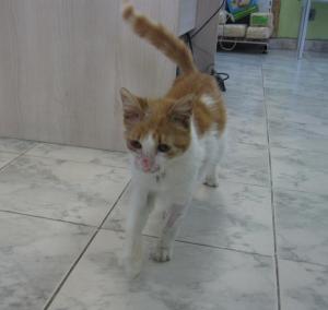 Прикачена снимка