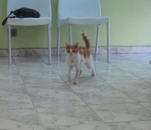Прикачена снимка