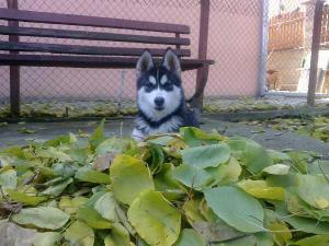 Прикачена снимка