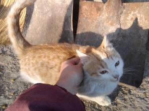 Прикачена снимка