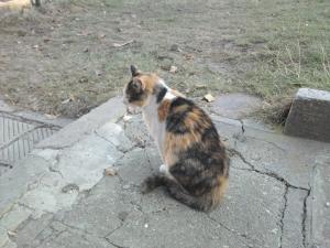 Прикачена снимка