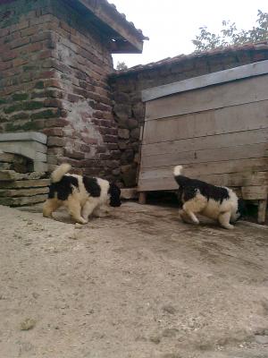 Прикачена снимка