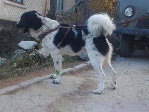 Прикачена снимка