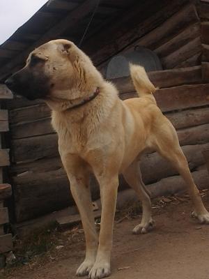 Прикачена снимка
