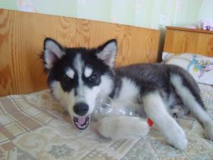 Прикачена снимка