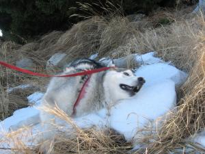Прикачена снимка