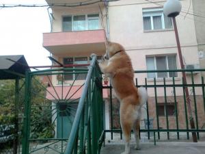 Прикачена снимка