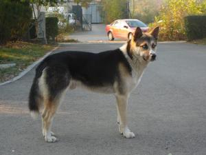 Прикачена снимка