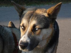 Прикачена снимка