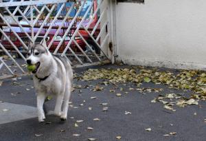 Прикачена снимка