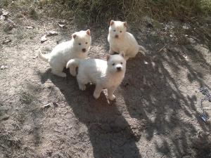 Прикачена снимка