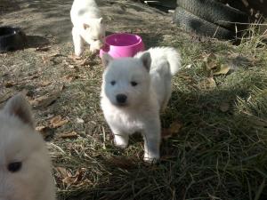 Прикачена снимка