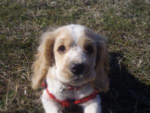 Прикачена снимка