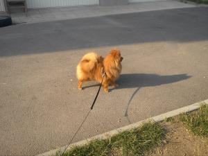 Прикачена снимка