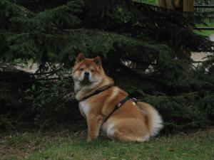 Прикачена снимка
