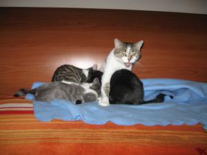 Прикачена снимка