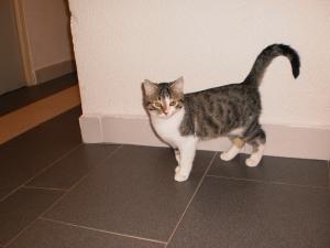 Прикачена снимка