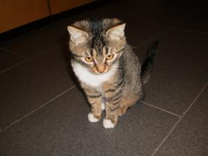 Прикачена снимка