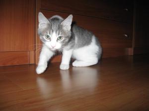 Прикачена снимка