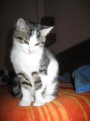 Прикачена снимка