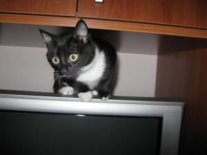 Прикачена снимка