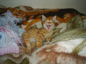 Прикачена снимка