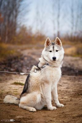 Прикачена снимка