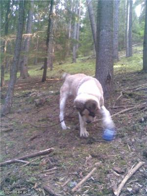 Прикачена снимка