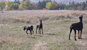 Прикачена снимка