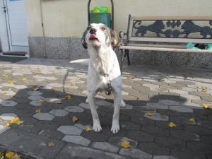 Прикачена снимка