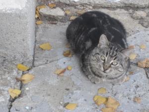 Прикачена снимка