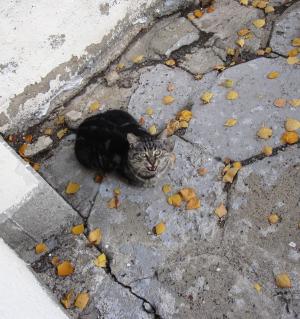 Прикачена снимка