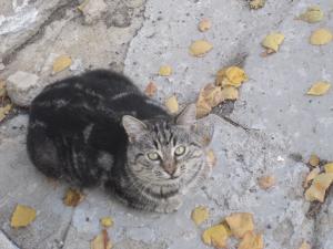 Прикачена снимка
