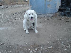 Прикачена снимка