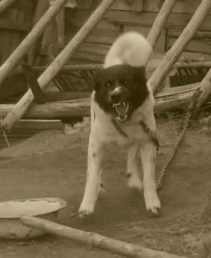 Прикачена снимка