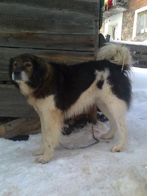 Прикачена снимка