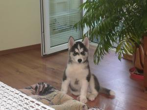 Прикачена снимка