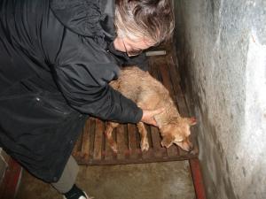 Прикачена снимка