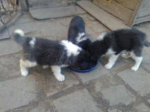Прикачена снимка