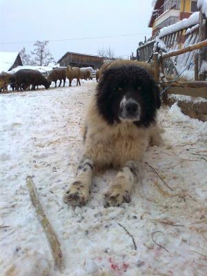 Прикачена снимка